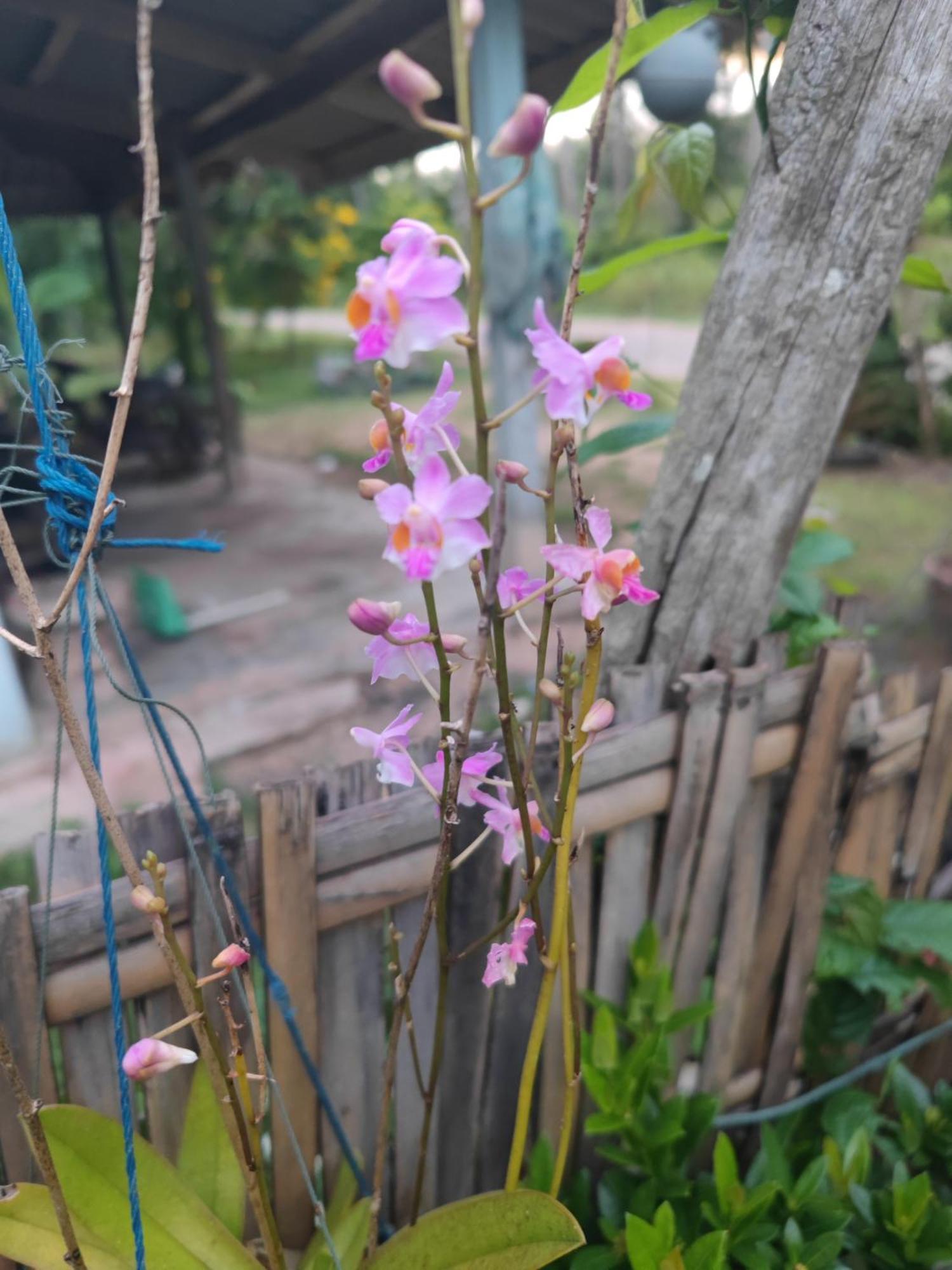 The Secret Garden Homestay Koh Yao Yai Ko Yao エクステリア 写真