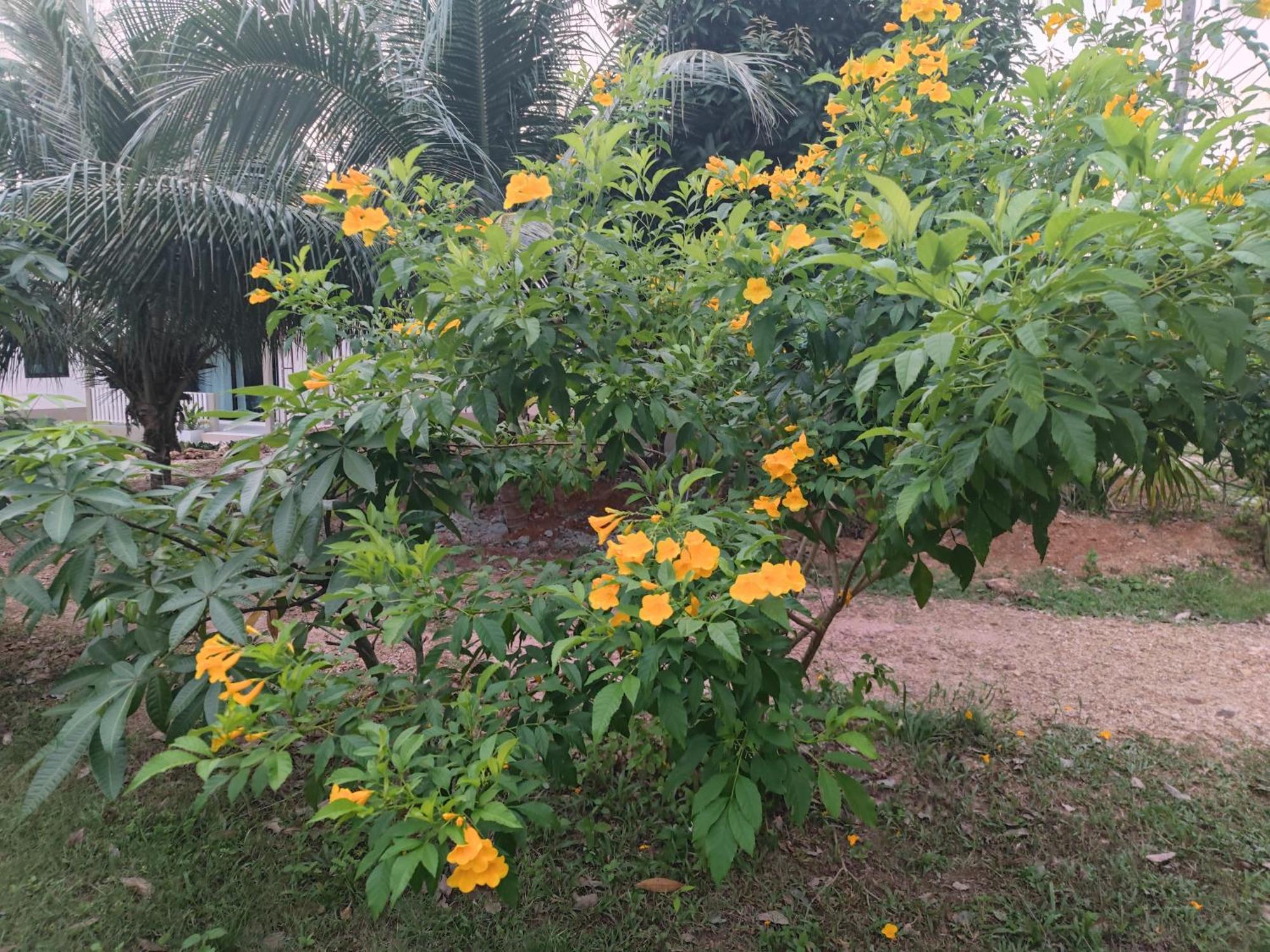 The Secret Garden Homestay Koh Yao Yai Ko Yao エクステリア 写真
