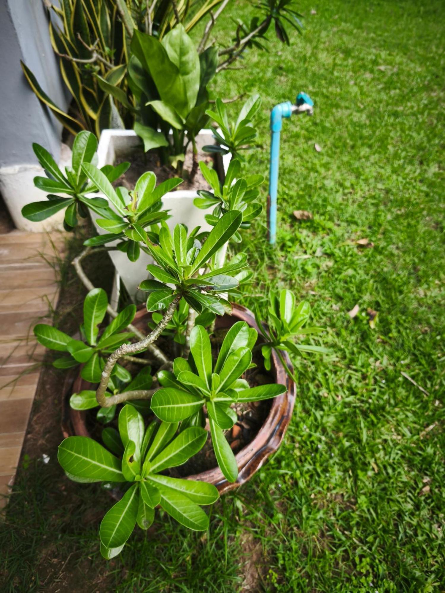The Secret Garden Homestay Koh Yao Yai Ko Yao エクステリア 写真