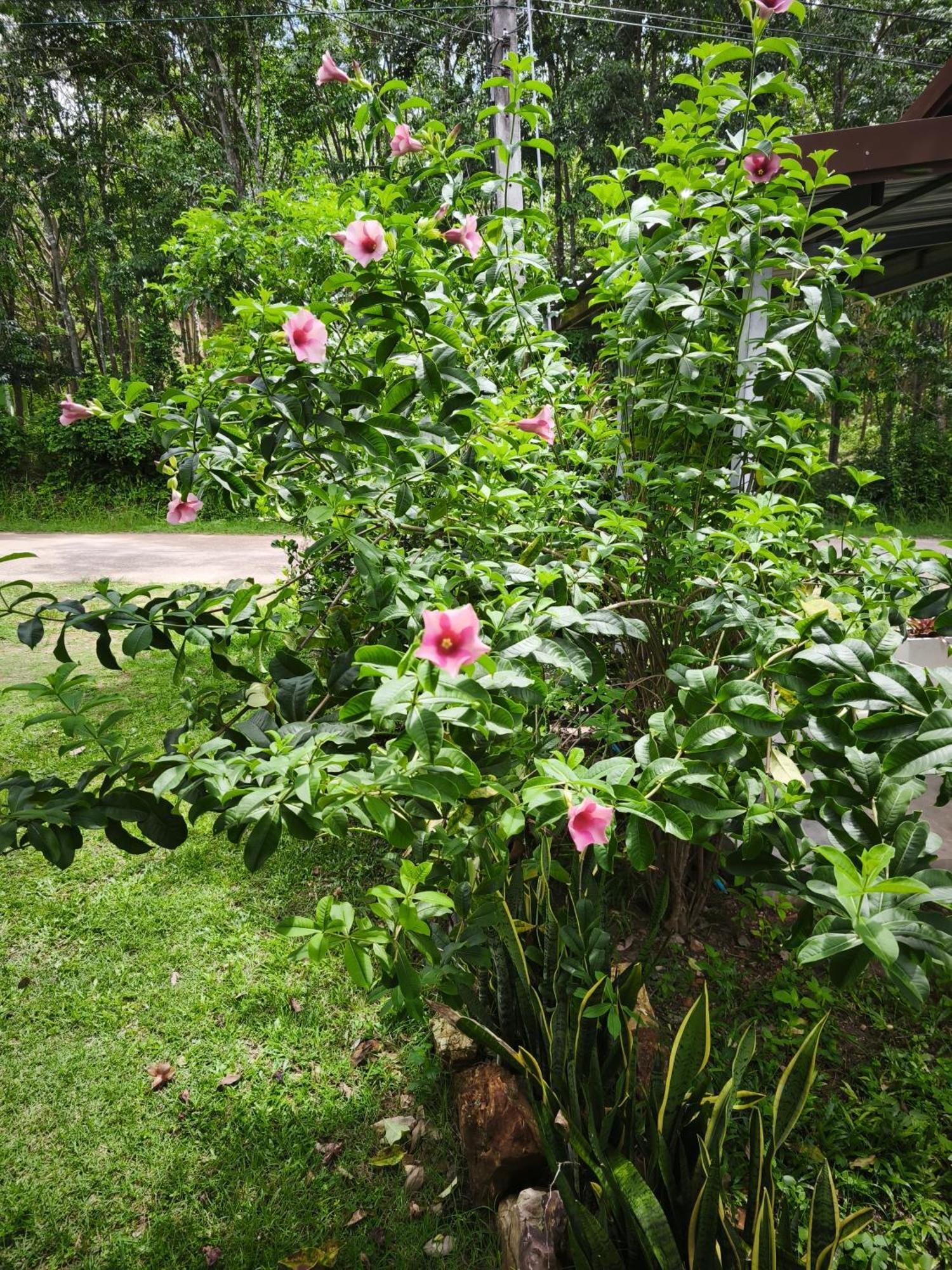 The Secret Garden Homestay Koh Yao Yai Ko Yao エクステリア 写真